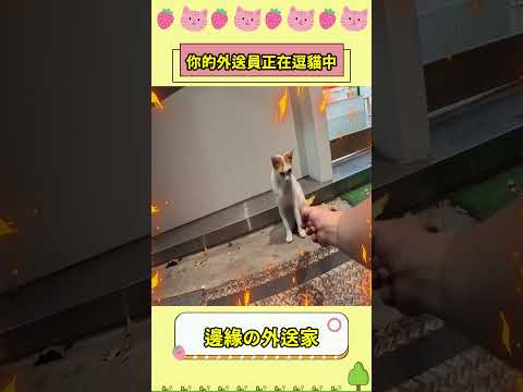 你的外送員正在逗貓中，喵喵拳｜UberEats外送｜熊貓外送｜邊緣的外送家  #ubereats #foodpanda #逗貓 #玩貓
